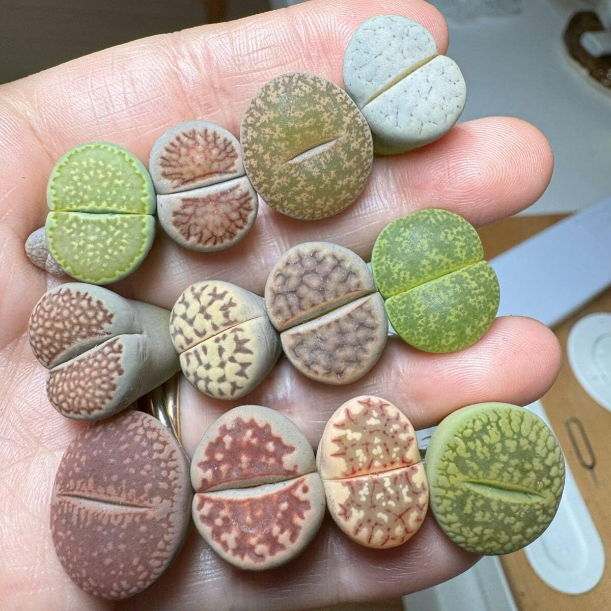 Amazon｜11-1 多肉植物 リトープス 巨大カラフルセット 夏場大活躍